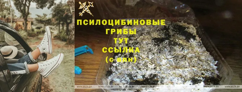 цена   Западная Двина  Галлюциногенные грибы MAGIC MUSHROOMS 